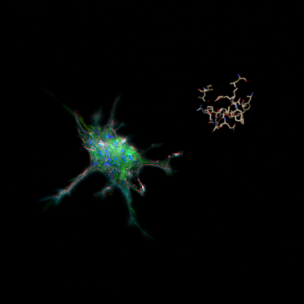 Astrocytes 3D culture in matrigel